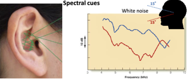 <p>Changes in sound direction that affect how sound is reflected by the ear's shape in pinna.</p><ul><li><p>Folds in ear bounce sounds around in different ways depending on where the sound is coming from</p></li><li><p>Humans use as solution to cone of confusion</p></li><li><p>Have learned over life the different sound frequencies to know where in space the sound was coming from to know elevation.</p></li></ul><p></p>