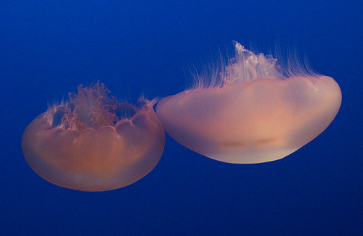 <p>-relatively large dominant medusa stage</p><p>-polyp reduced to larval stage</p><p>-cassiopeia sp. (upside down jellyfish) flattened head rests on bottom</p>