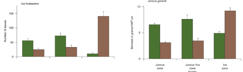 <p>In the Juncus &amp; Iva study, where did Iva grow best with and without neighbors?</p>