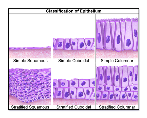 <p>Squamous</p><ul><li><p>Simple Squamous</p></li><li><p>Stratified Squamous</p></li></ul><p>Cuboidal</p><ul><li><p>Simple Cuboidal</p></li><li><p>Stratified Cuboidal</p></li></ul><p>Columnar </p><ul><li><p>Simple Columnar </p></li><li><p>Stratified Columnar </p></li></ul><p></p>