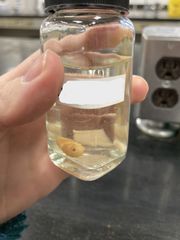 <p>What is the genus species of this warble? Its larvae is an obligatory parasite. It rests over winter in the esophagus</p>