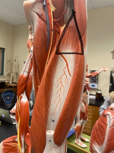 <p>Upper anterior leg, Quadriceps Femoris, knee extension</p>