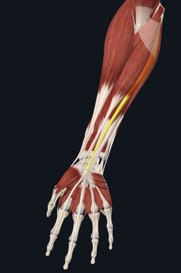 term image