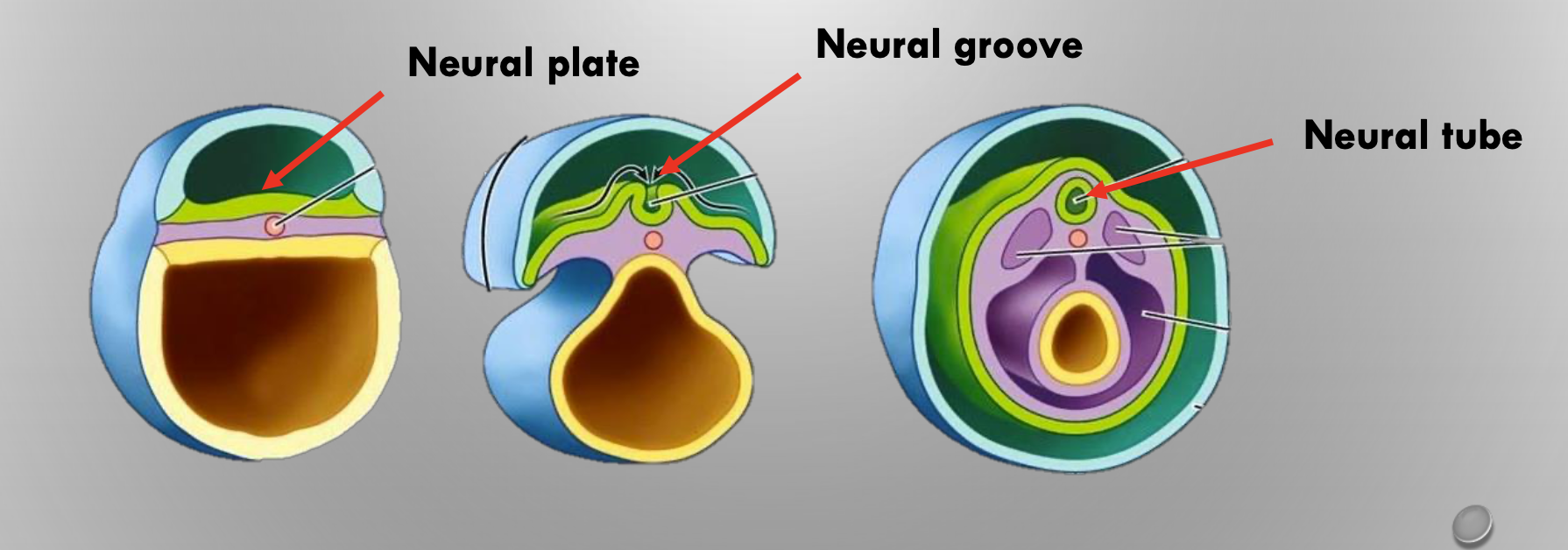* starts at week 3


* the formation of the neural plate, neural groove and neural tube from the ectoderm (the __outermost__ layer of cells or tissue of an embryo)