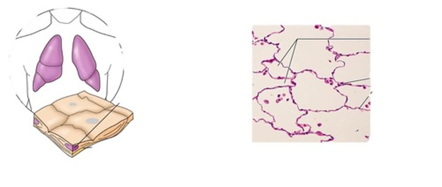 <p>single layer; flattened; used in diffusion and filtration; found in air sacs in lungs, lining of blood vessels</p>