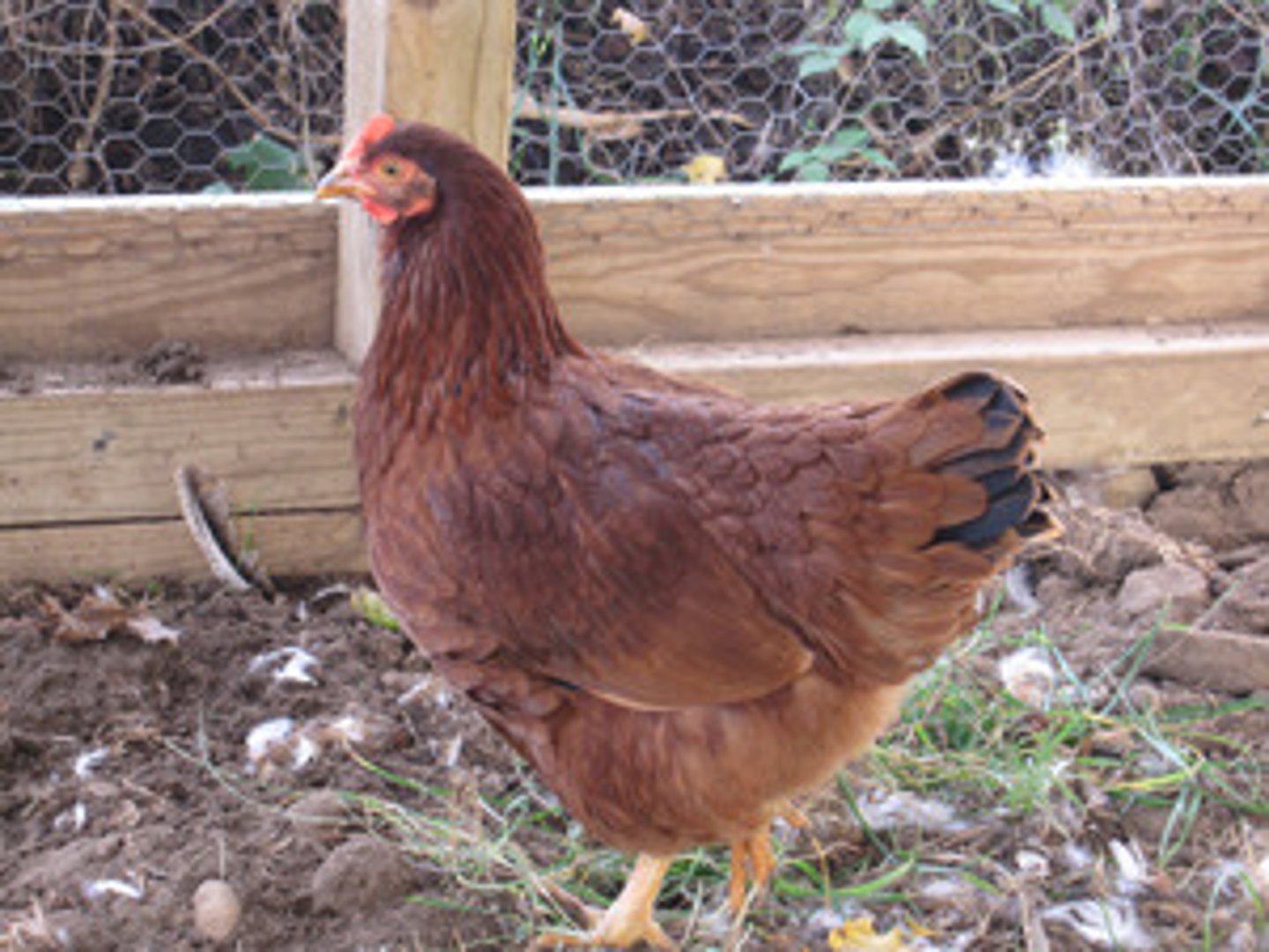 <p>high in nitrogen, must be composted so as not to burn plants</p>