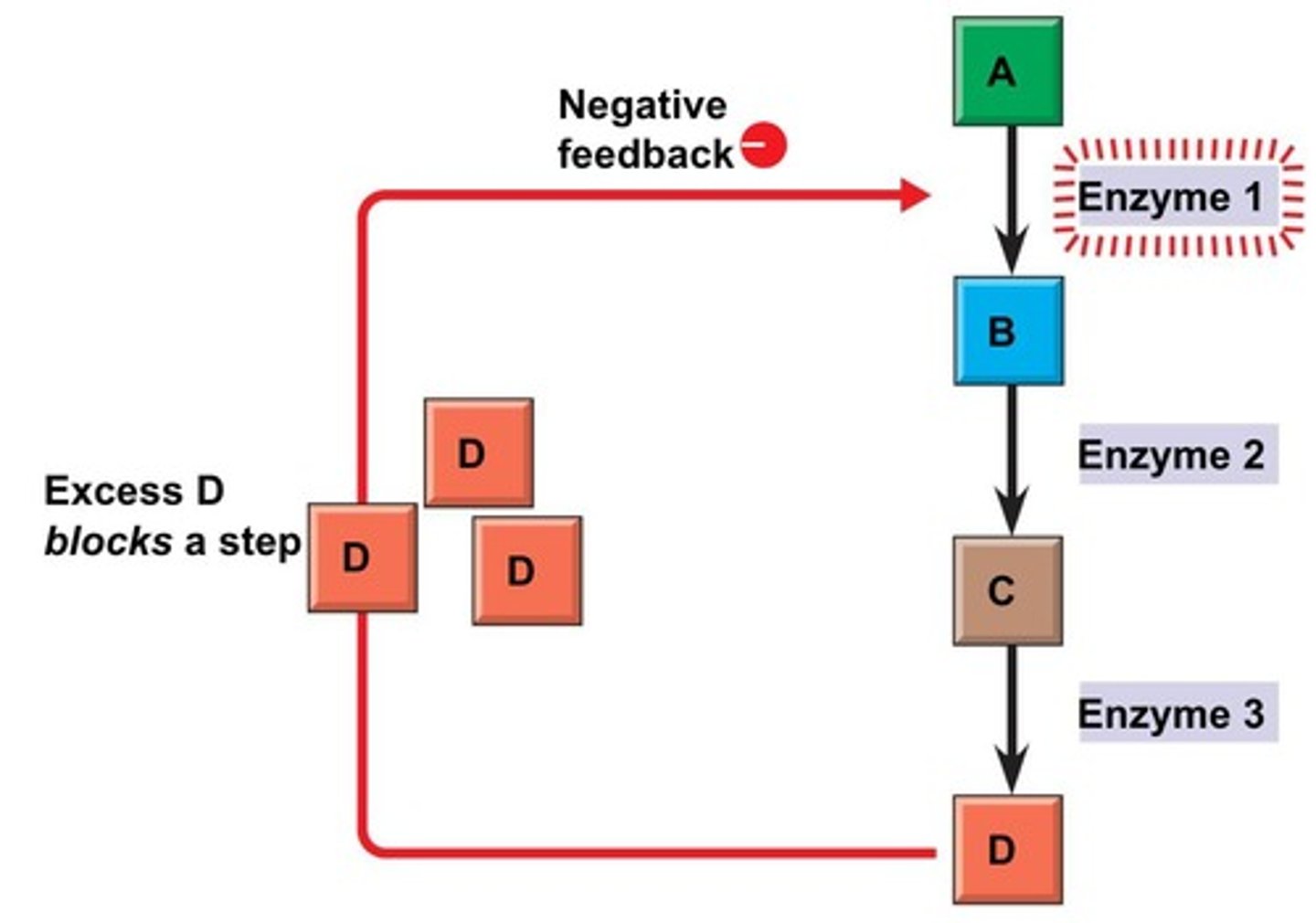 <p>It is when the end product of a metabolic pathway inhibits the first enzyme in that pathway to prevent overproduction and reduce waste.</p>