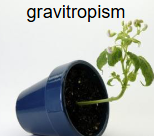 <p>Gravitropism</p>
