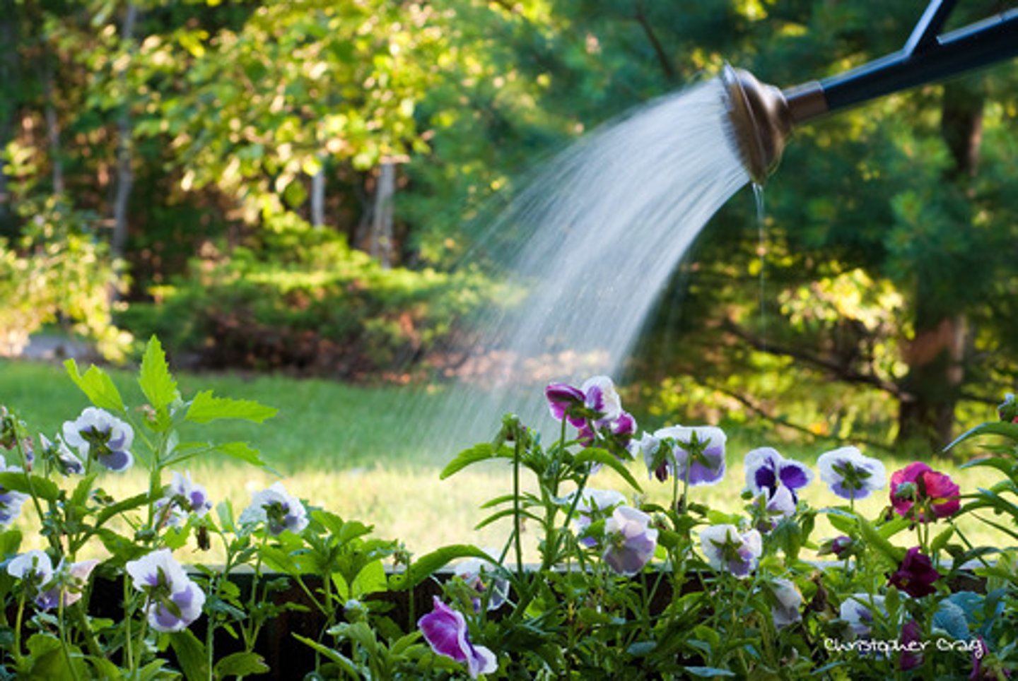 <p>to water the plants</p>