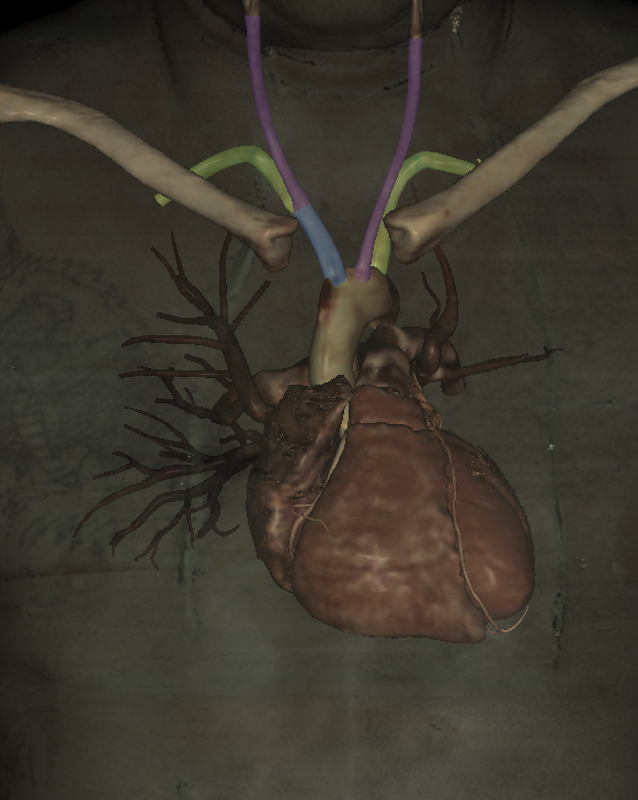 <p>Name the structure highlighted (green)</p>