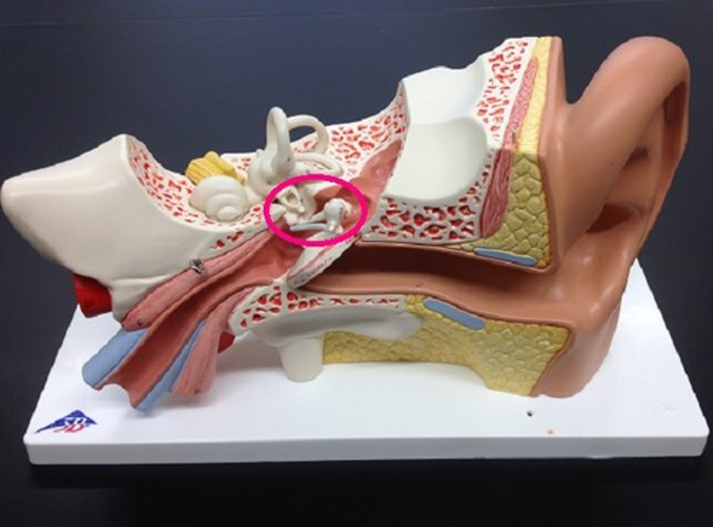 <p>-three small bones linked together that connect the eardrum to the inner ear</p><p>-malleus, incus, stapes</p>