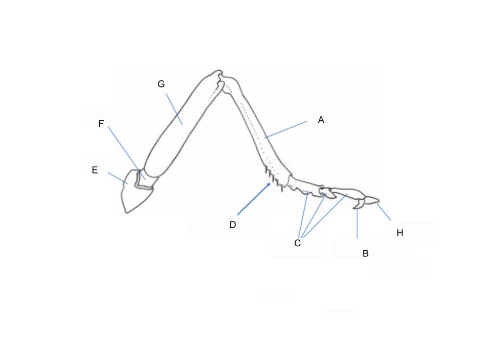 <p>What part of the body is F?</p>