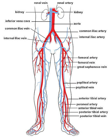 <p>paired blood vessels located in the pelvis that supply blood to the lower limbs and pelvic organs; arise from the bifurcation of the abdominal aorta at around l4, descend laterally along pelvic brim (anterior to sacroiliac joints) and then bifurcates into internal and external iliac arteries</p>