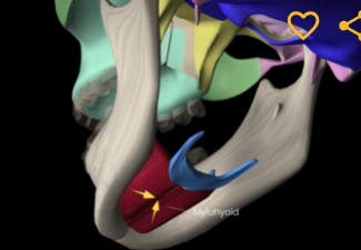 <p>Function: elevates hyoid bone</p><p>Origin: mandible</p><p>Insertion: hyoid</p>