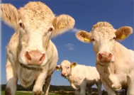 <p>How Domestication causes Loss of Biodiversity:</p><p>When humans assume responsibility for the reproduction and selection of traits in another species, genetic diversity will be reduced.</p><p>Genetic diversity is one facet of biodiversity, so domestion for economic returns leads to loss of biodiversity.</p><p>Examples of this can been seen in domestic livestock (cattle, sheep, goats, pigs), honeybees, and the agricultural practice of monocropping.</p>