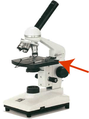Identify this part of the microscope.