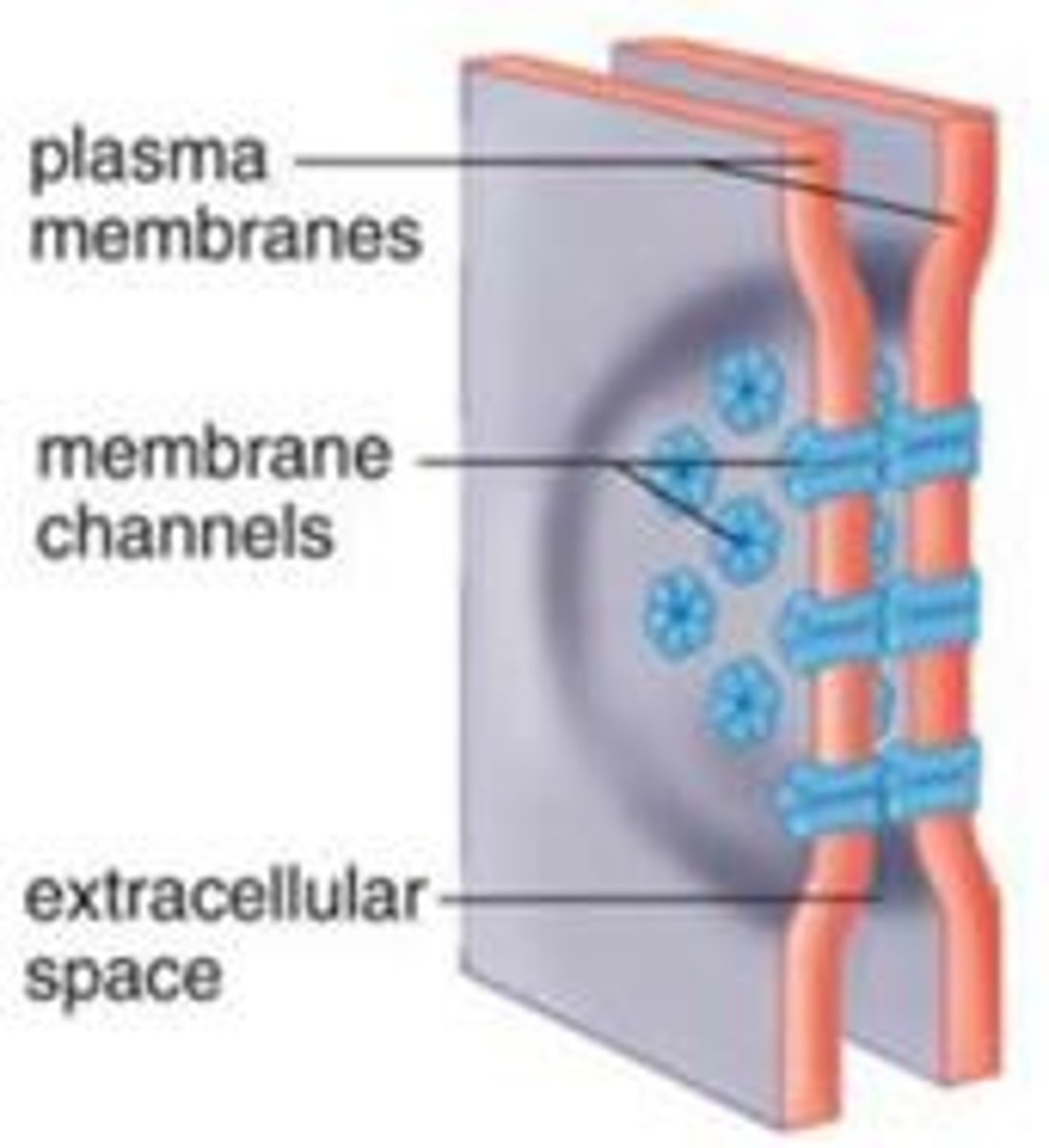 <p>o provide passageways large enough to permit small substances such as glucose and amino acids to pass from one cell to the next</p>