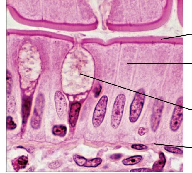 <p>What type of tissue is this </p>