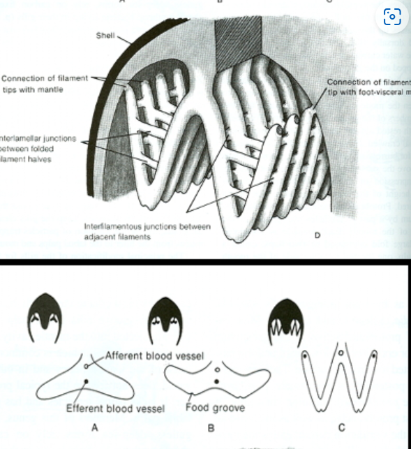 <p>Phylum Mollusca: Bivalvia Gills </p>