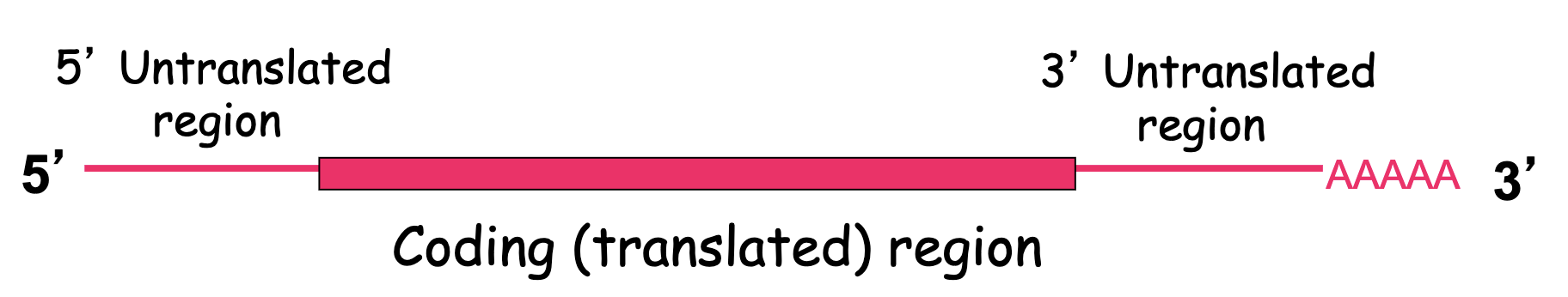 <ul><li><p>3’UTR regions</p><ul><li><p>they must contain some sort of regulatory sequence that is recognized by another factor that helps bind this region</p></li><li><p>3’UTR sequence recognized by RNA binding protein that attaches to the microtubule and moves the mRNA to anterior pole</p></li><li><p>3’UTR of <em>bcd+ </em>and <em>nos+</em> mRNAs have cis-acting sequences</p></li></ul></li></ul><p></p>