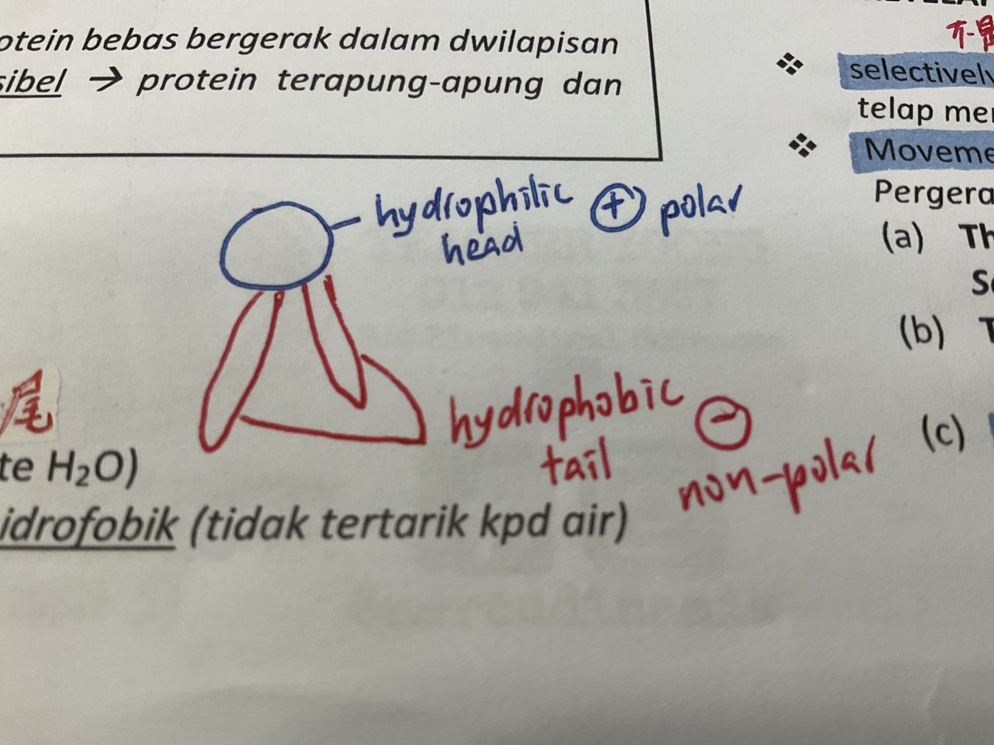 <p>phospholipid </p>