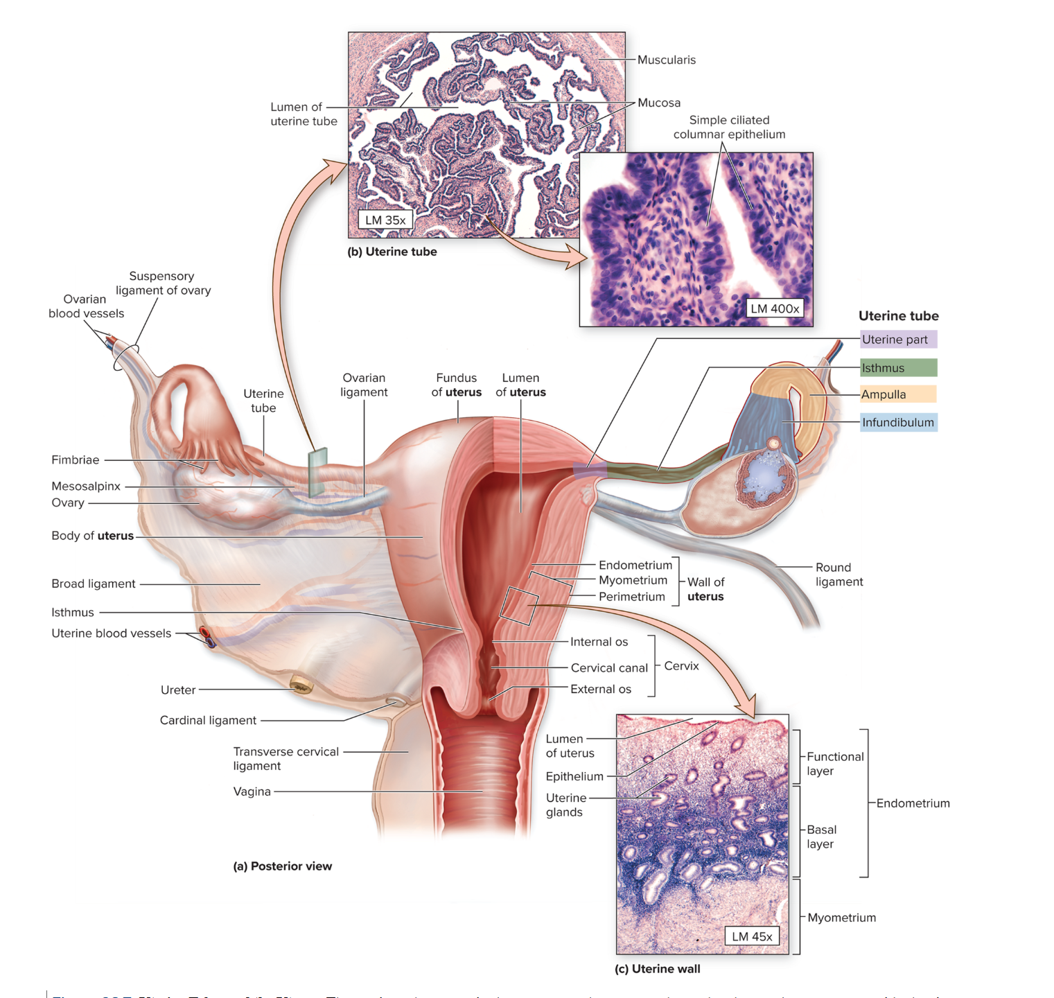 <p>Fallopian tubes</p>