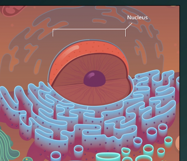 <p>Nucleus</p>