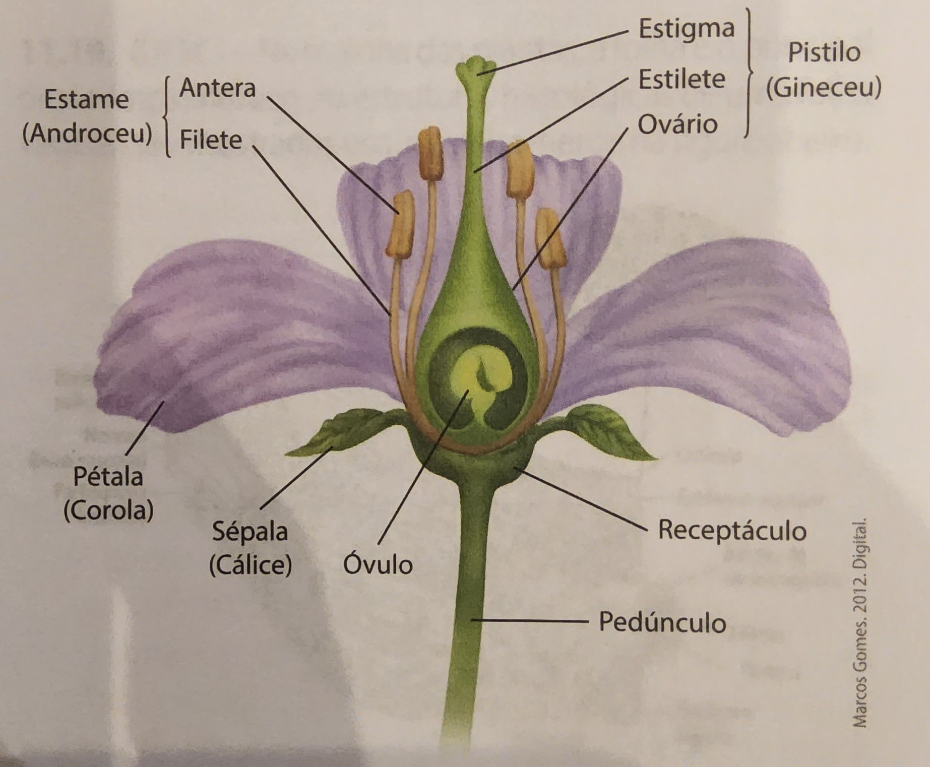* pedúnculo;
  * haste que sustenta a flor no caule
* receptáculo;
  * parte dilatada do pedúnculo
  * onde estão os verticilos florais
* verticilos de proteção;
  * cálice - formado por sépalas
  * corola - formado por pétalas
* verticilos de reprodução;
  * androceu - parte masculina, formado por estames
  * gineceu - parte feminina, formado por carpelos (pistilo)
