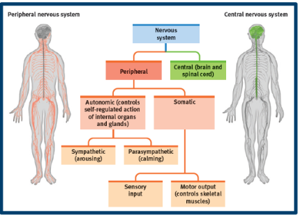 <p>Made of the Peripheral Nervous system and Central nervous system </p>