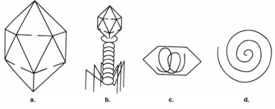 <p>In Figure 13.1, which structure is a complex virus</p>