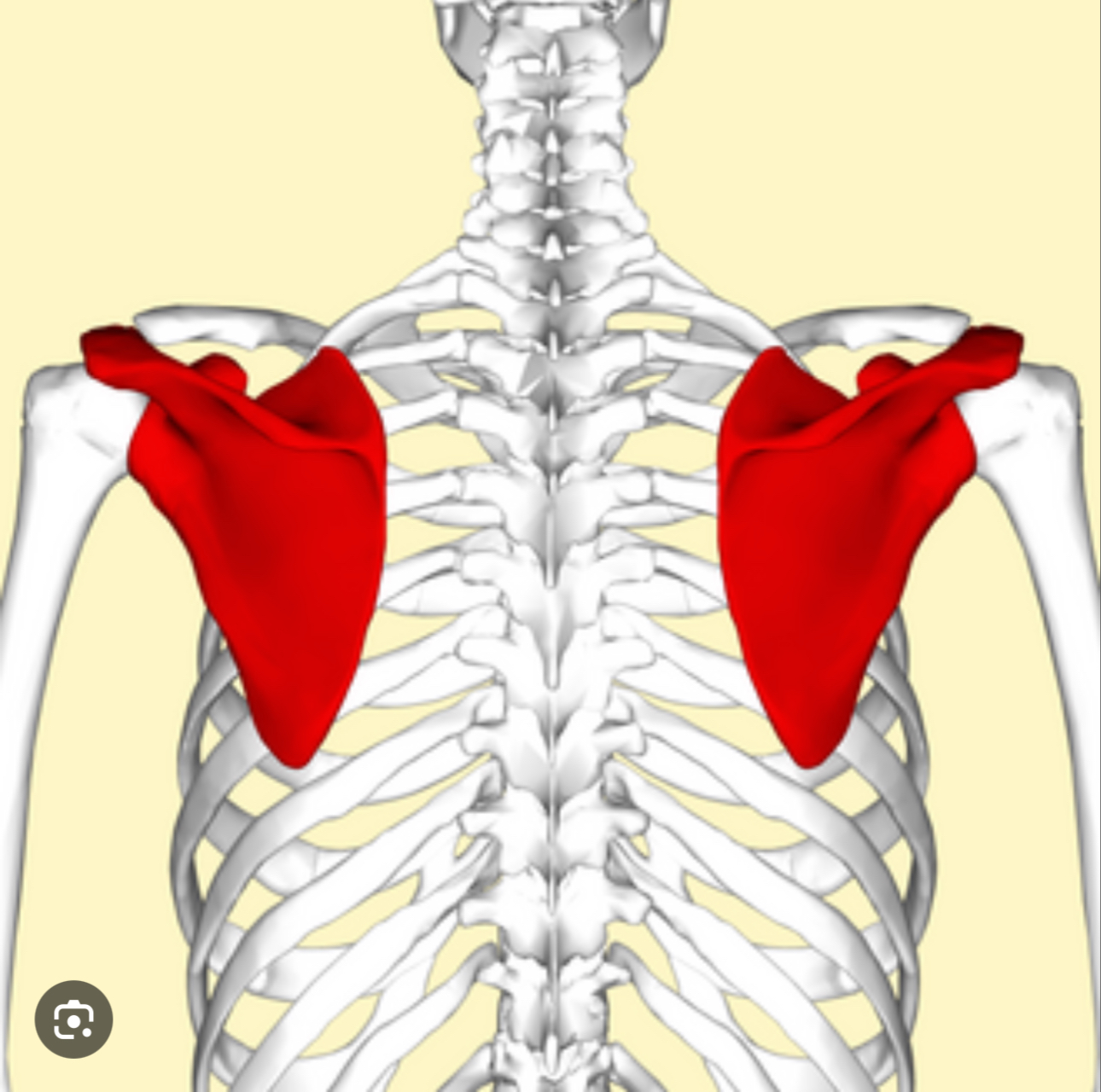 <p>A triangular shaped bone located on the posterior side of the rib cage</p>