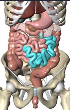 <p>What structure is highlighted in blue?</p>