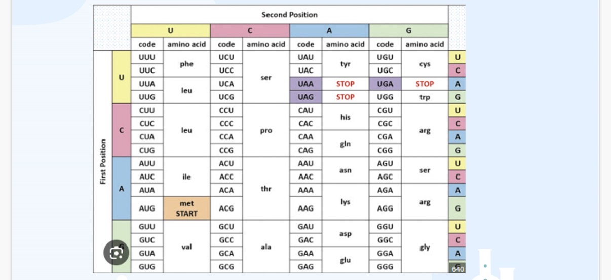 <ol><li><p>•Substitution is where there is a change in one base which affects one codon and the effects of the protein may vary depending on the type of substitution(point,missense,nonsense)</p></li></ol><p>• Frameshift occurs when there is insertion or deletion which alters the reading frame and every codon after mutation changes which usually yields non-functional/truncated proteins.</p><p>2.insertion 3.reading 4.codon 5.translation</p><p></p>