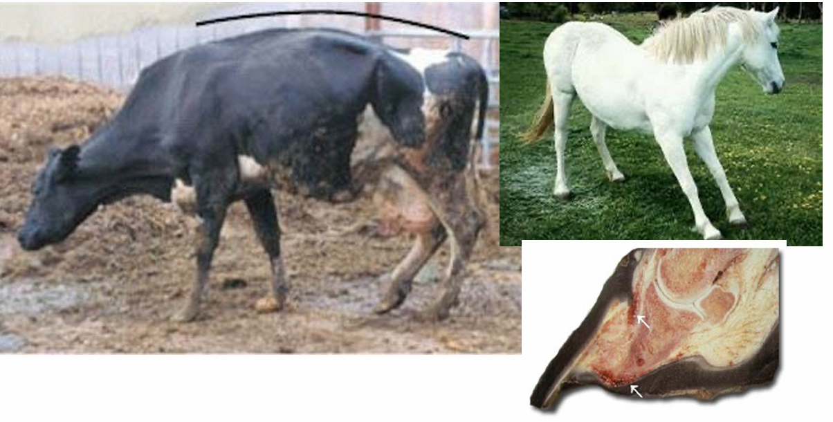 <ul><li><p>“Founder”</p></li><li><p>Degeneration or failure of the attachments between P3 and inner hoof wall.</p></li><li><p>May result in the rotation of the coffin bone</p><ul><li><p>Lameness and even puncturing of the sensitive laminae</p></li></ul></li></ul><p></p>