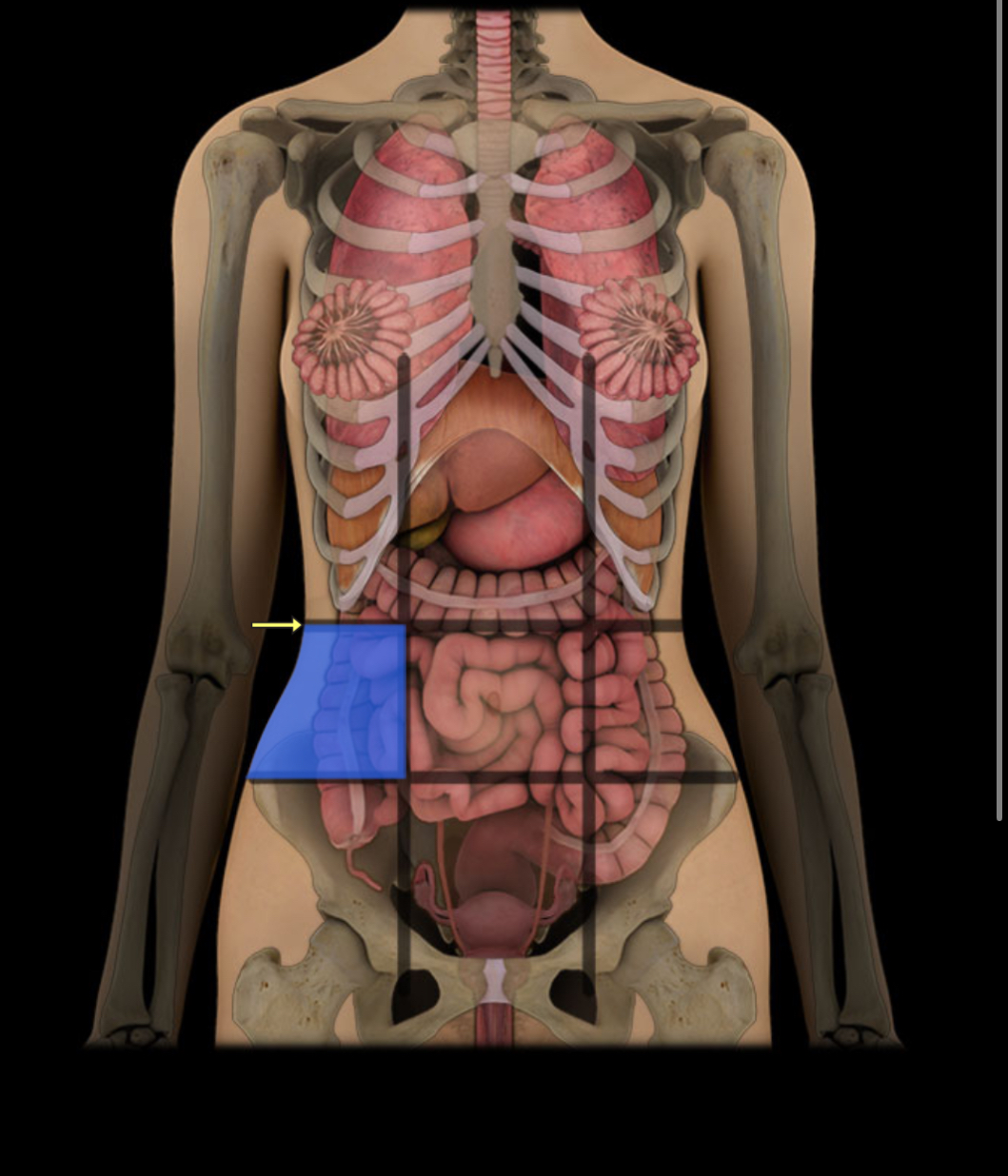 <p><span style="color: red;"><strong>Middle right side; </strong></span><strong>contains large intestine.</strong></p>