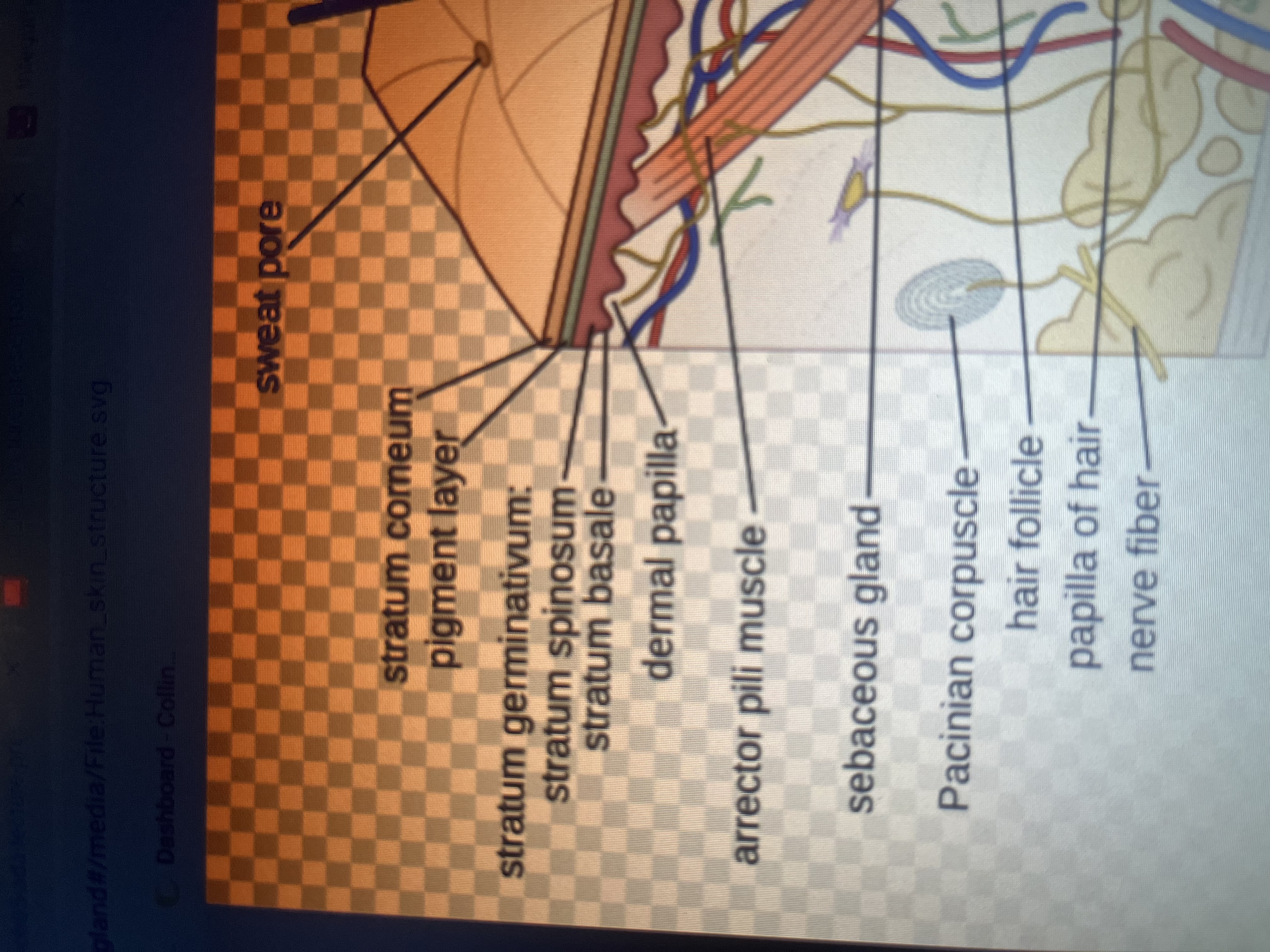 <p>Nerve fibers</p>