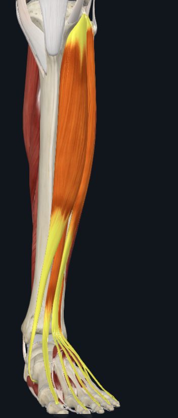 <p>What compartment of the leg is this</p>