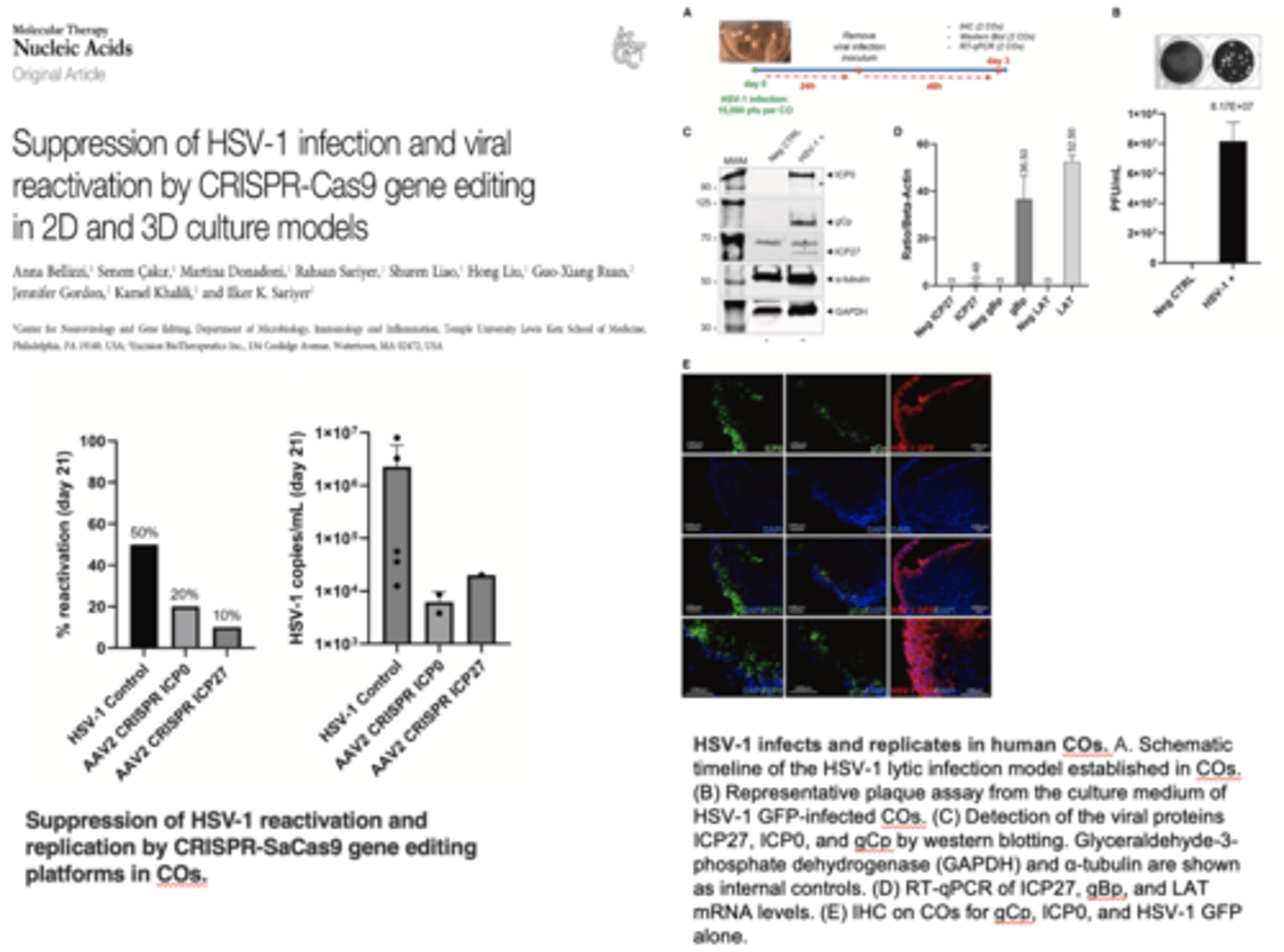 <p>CRISPR-SaCas9 for herpes treatment:</p>