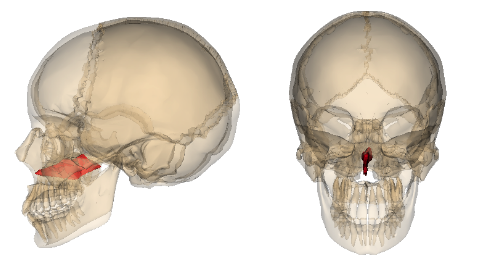 <p>Forms inferior portion of nasal septum</p>