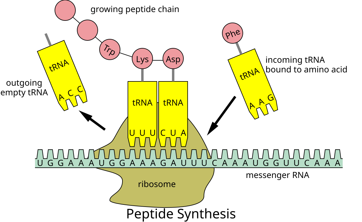 <p>In translation, tRNAs are transfer RNAs. Inside of a ribosome, they are in charge of recognizing the codons in an mRNA sequence and matching them to their corresponding amino acids; this is done through anticodons. Each tRNA carries an amino acid (if they don’t have an amino acid then they’re uncharged and won’t work) and has an anticodon sequence which binds to the mRNA codon it is complementary to. As a ribosome moves along an mRNA sequence, the amino acids that are obtained from each tRNA binding to mRNA codons are linked together forming a polypeptide chain.</p><ul><li><p>Ex: the mRNA codon AAG will be recognized by the tRNA with the anticodon UUC (because it is complementary). The tRNA will then bind to the mRNA codon and code for the amino acid corresponding to AAG, lysine. This amino acid was carried by the tRNA.</p></li></ul><p></p>