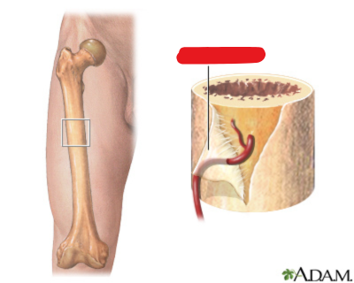 <p><span style="background-color: transparent;"><span>A dense layer of vascular connective tissue enveloping the bones except at the surfaces of the joints</span></span></p>