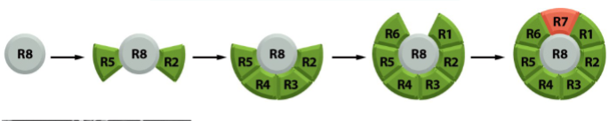 <p>eye has 800 ommatidia</p><p>each ommatidia consists of 8 photoreceptor cells and 12 lens cells</p><p>all 20 cells differentiate from eye epithelial cells</p><p>R8 differentiates into a photoreceptor cell first → then induces 7 neighboring cells to become photoreceptor cells → end with cell R7</p><p>R7 differentiation involves Boss, Sevenless, Drk, and Sos</p><p>remaining 12 cells of the ommatidia (1 eye unit) become lens cells by default</p>