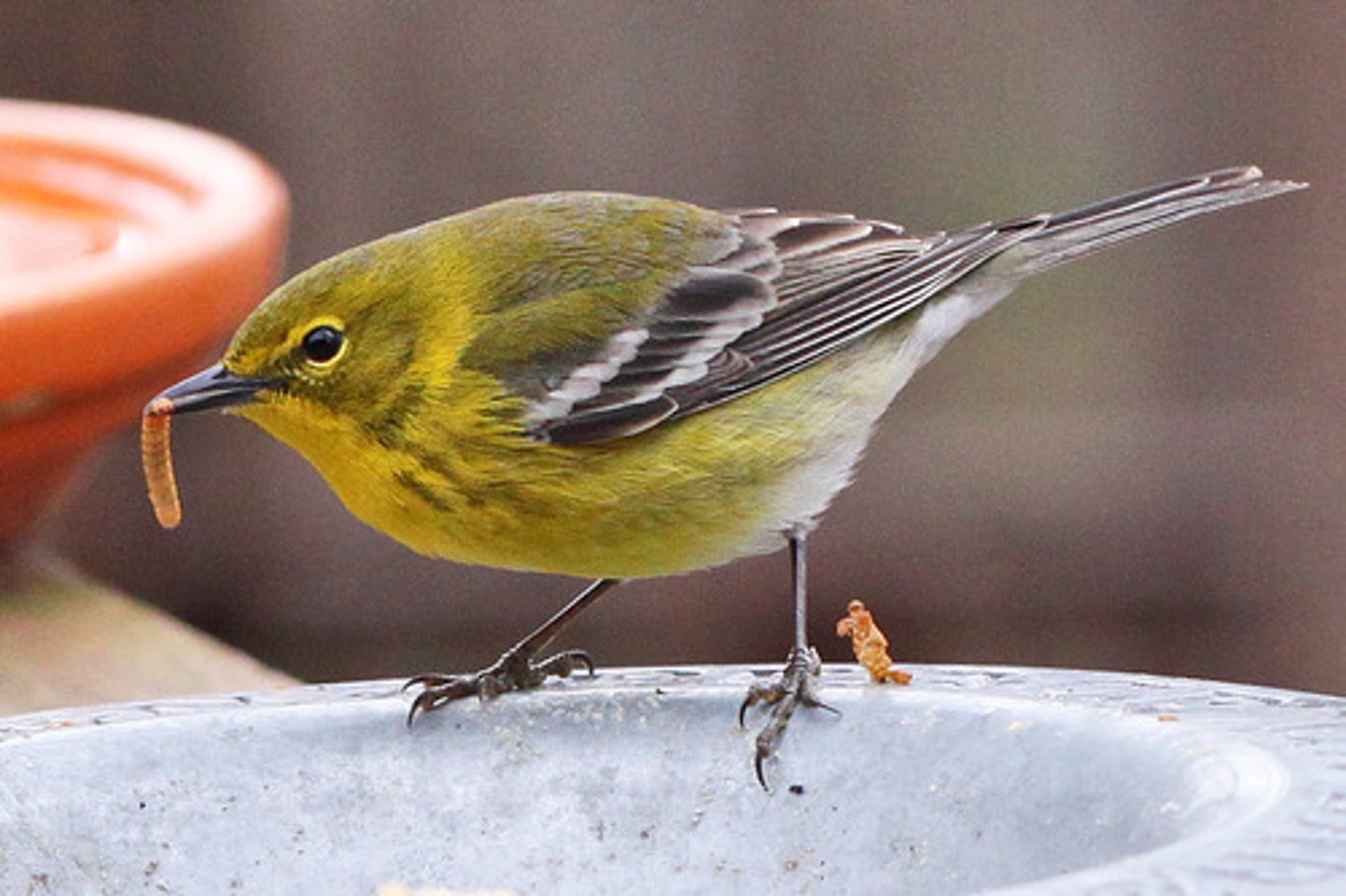 <p>Passeriformes Parulidae</p>