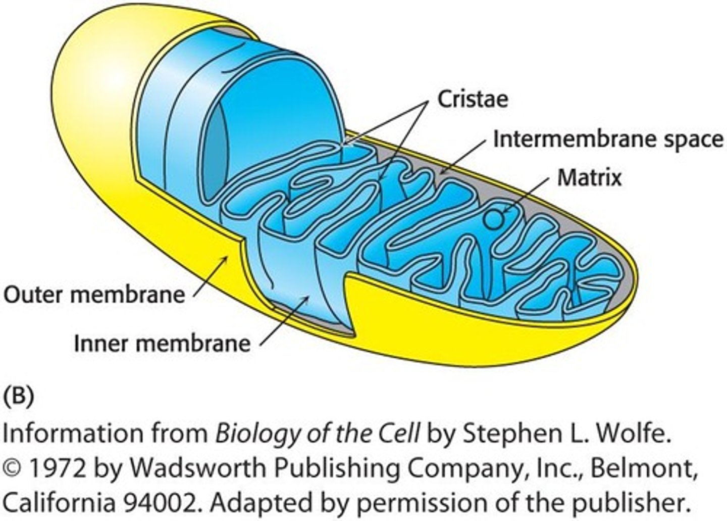 <p>In the mitochondria.</p>