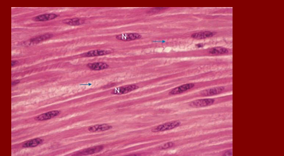 <p>Smooth Muscle</p>
