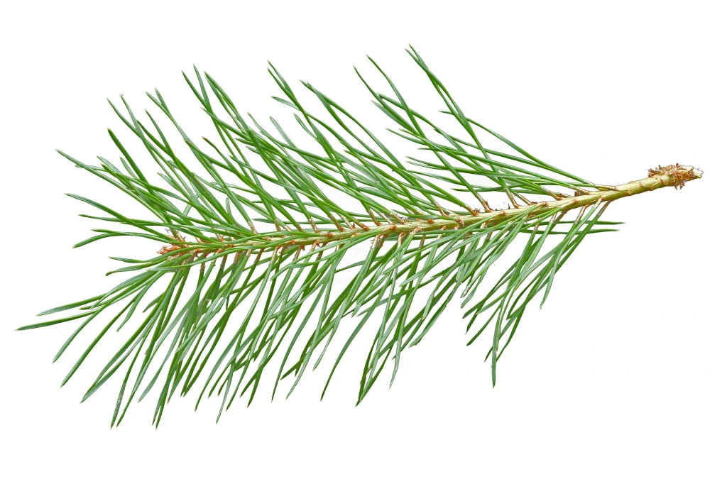<p><strong>Pine (<em>Pinus spp.</em>)</strong></p><ul><li><p class="">Paired needles (in 2s or 3s depending on species)</p></li><li><p class="">Needles long and slender</p></li><li><p class="">Cones woody and thick-scaled</p></li></ul><p></p>