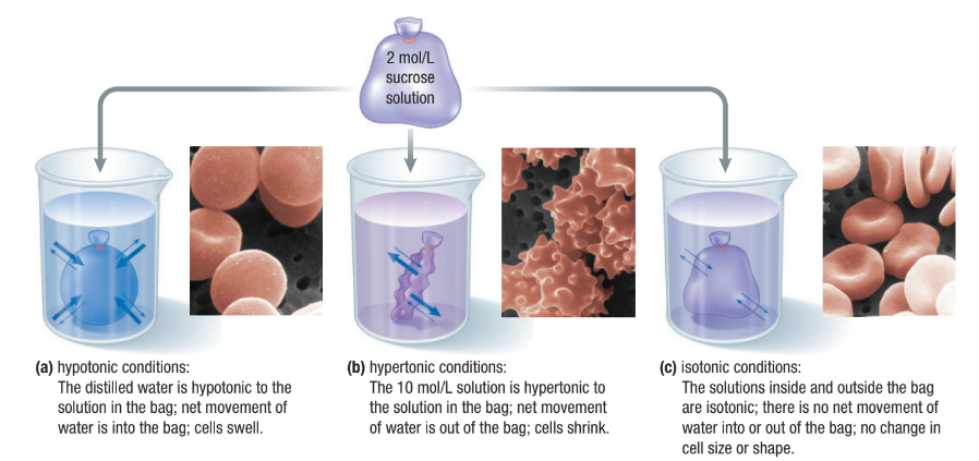 <ul><li><p><span>Direction of osmosis is determined by comparing total solute concentrations&nbsp;</span></p></li><li><p><span><strong><u>Hyper</u>tonic: More solute, less water&nbsp;</strong></span></p></li><li><p><span><strong><u>Hypo</u>tonic: Less solute, more water&nbsp;</strong></span></p></li><li><p><span><strong>Isotonic: </strong>Equal solute, equal water</span></p></li></ul><p></p>