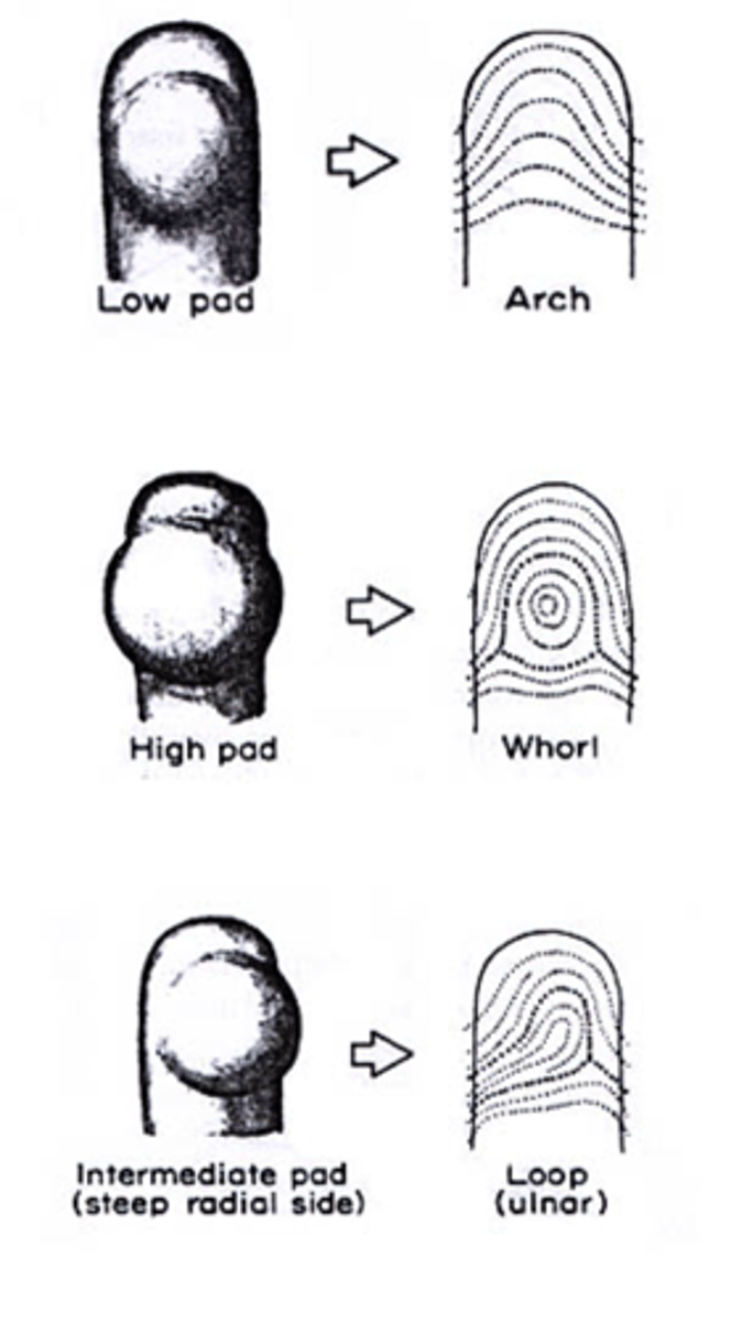 <p>Intermediate pads with a trend are believed to form loop-type patterns.</p>