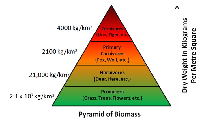 <p><span>a graphical representation of the total mass of living organisms at each trophic level in an ecosystem</span></p>