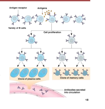 <p>Exogenous Pathogens</p>
